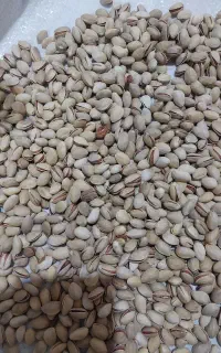 پسته بذری اردکان