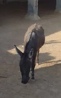 ۰۹۱۶۸۵۴۴۷۱۱