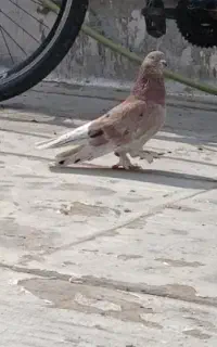 کبوتر پرشی ساعت بالا هواگیر