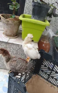 جوجه سر حال