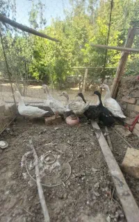 اردک