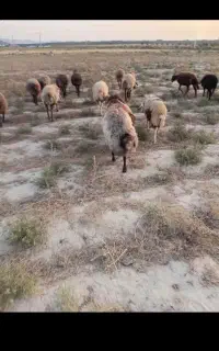 قوچ همو بشرط پرش