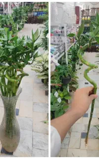 بامبو پیچ گل بامبو شیشه بامبو دیفن آگلونما پتوس