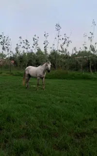 اسب نریان سواری باری سال هشت