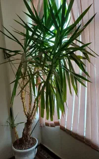 گل زیبا و پر  مناسب برای قلمه زدن