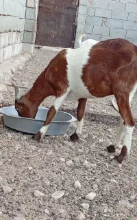 کهره و بز