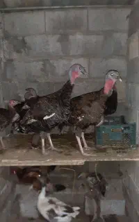 دو عدد بوقلمون ماده تخمگذار
