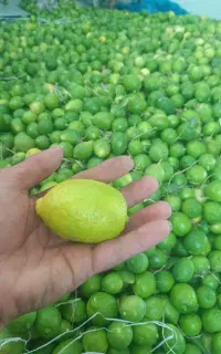 فروش فوری لیمو
