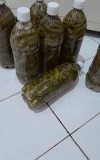 خیار شور تازه