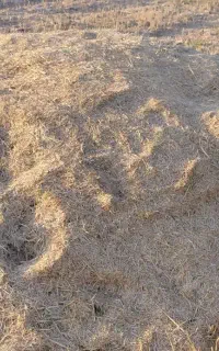 علف کاه