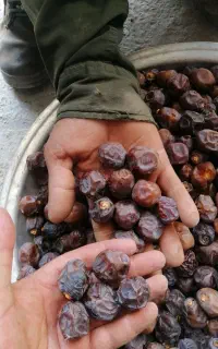 خرمای گنتال