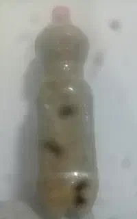برگ مو