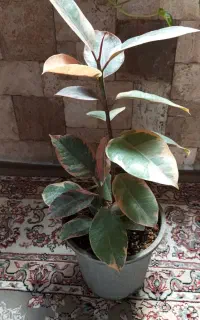 فیکوس شرابی و شفلرا و....