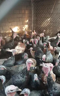 بوقلمون نرو و ماده برنز و بوربون ارگانیک