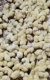 پخش عمده جوجه رنگی،اردک،جوجه محلی