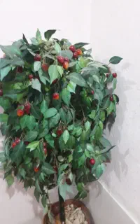 درختچه