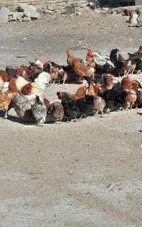 مرغ ۸ ماه