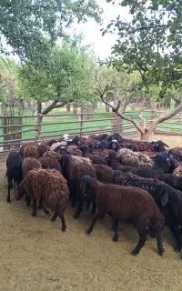 گوسفند بره