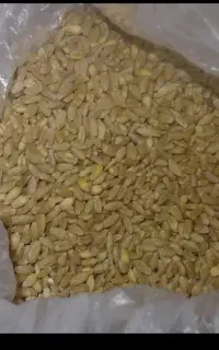 گندم درجه 1وجودرجه 1