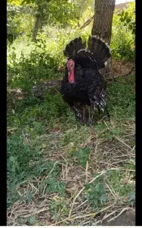 بوقلمون نر جوان