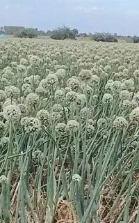بذر پیاز مینروا سفید