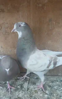 ۴ تا ماده