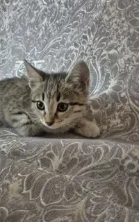 واگذاری بچه گربه