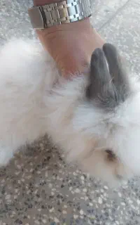 خرگوش لوپ عروسک