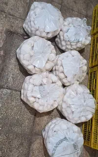 پخش قارچ
