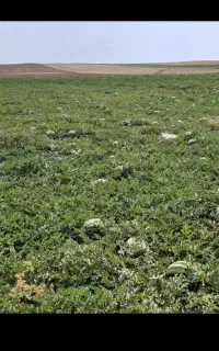 هندوانه