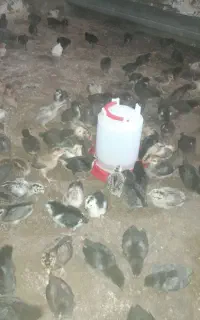جوجه محلی