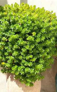 گل های متنوع و قشنگ