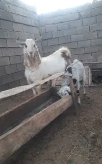 تکه درجه یک