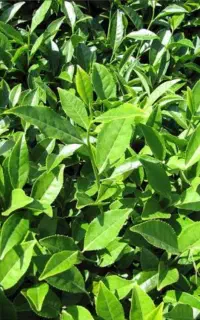 چای بهاره لاهیجان گیلان