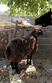 گوشدار ملحه اصل ابستن