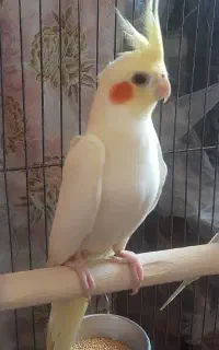 عروس هلندی ماده