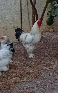 تخم نطفه دار برهما