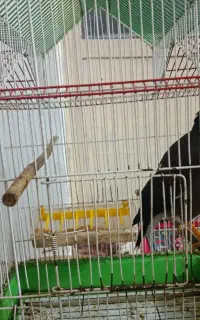 فروش یک جفت مرغ مینا