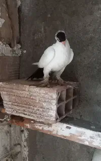 کبوتر ماده