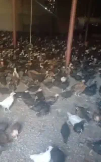 جوجه مرغ محلی