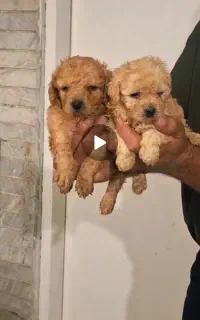 مینی توی پودل زیبا دختر و پسر موجود