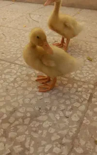 اردک