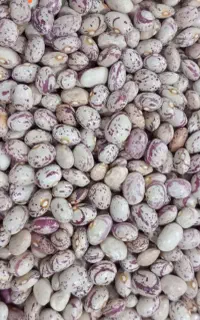 لوبیا چیتی  دونه دونه تمییز
