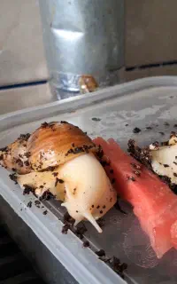 حلزون آفریقایی