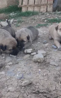 سگ توله سرابی اصیل قیمت سه تومان وجوده