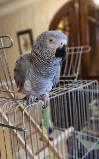 کاسکو