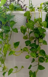 گل پتوس طبیعی