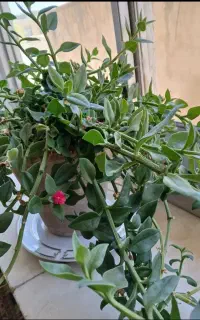 گل های آپارتمانی