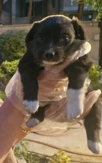 واگذاری  رایگان سگ مادر و بچه
