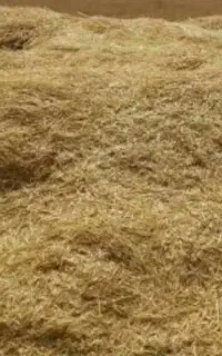 کاه گندم